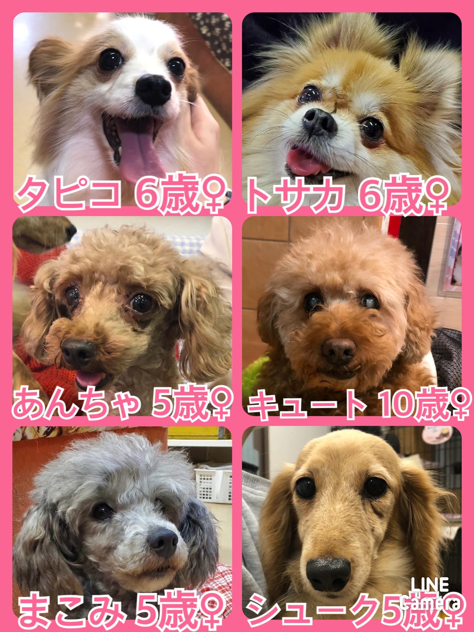 🐾今日の里親様募集中ワンコ🐶メンバーです🐾2022,4,3【保護犬カフェ天神橋店】